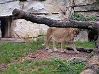 Lionne de l'Atlas (cla Mammiferes, ord Carnivores, fam Felides) (3)